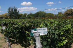ELTRES - Chardonnay aus Argentinien